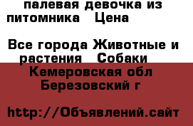 палевая девочка из питомника › Цена ­ 40 000 - Все города Животные и растения » Собаки   . Кемеровская обл.,Березовский г.